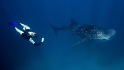 Members of the public, scientists and whale shark tour operators have contributed over 70,000 images of whale sharks to the Wildbook for Whale Sharks, an online photo identification system designed to track the animals using the patterns on their skin.