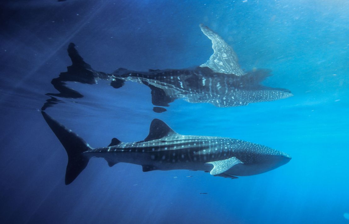 The world's biggest fish, whale sharks are endangered by human activity, including fishing, oil and gas drilling and climate change.