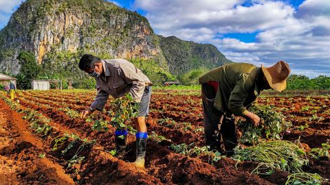 Cuban farmers in Vinales, Pinar del Rio province, Cuba, on January 10, 2021. 