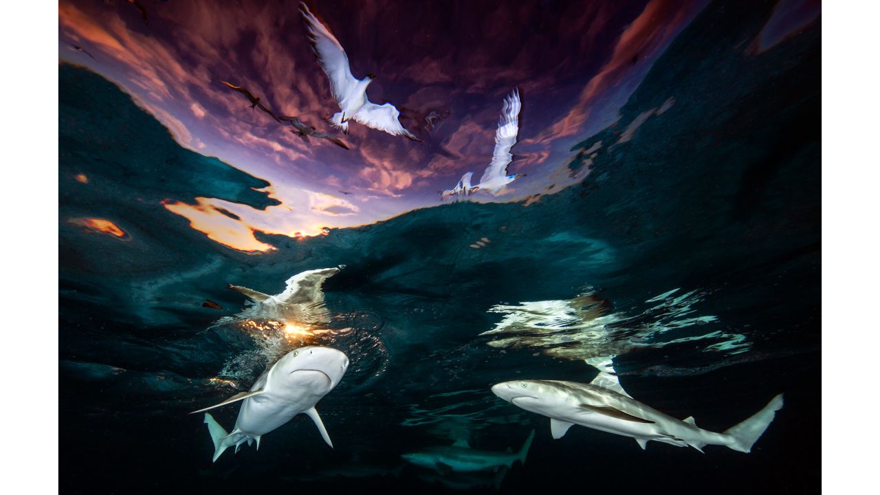 Renee Capozzola's "Sharks' Skylight" saw her become the first female Underwater Photographer of the Year overall winner.