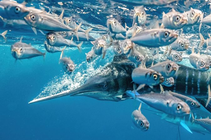 This striking photograph titled "A striped marlin in a high speed hunt in Mexico" won the Behavior category for Karim Iliya, from the US.