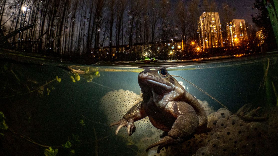 "While You Sleep" won Glasgow-based Mark Kirkland the title British Underwater Photographer of the Year 2021.