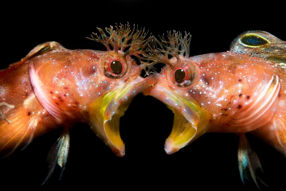 "Face to face" by Jinggong Zhang from China won runner-up in the Behavior category. This image of two blenny fish was taken in Japan.