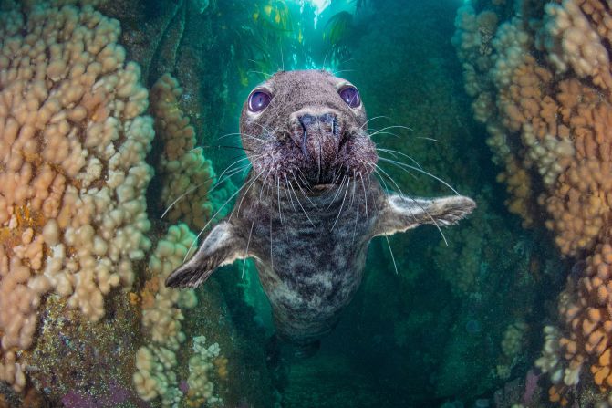 Kirsty Andrews came third in the British Waters Wide Angle category with "Grey seal gully."