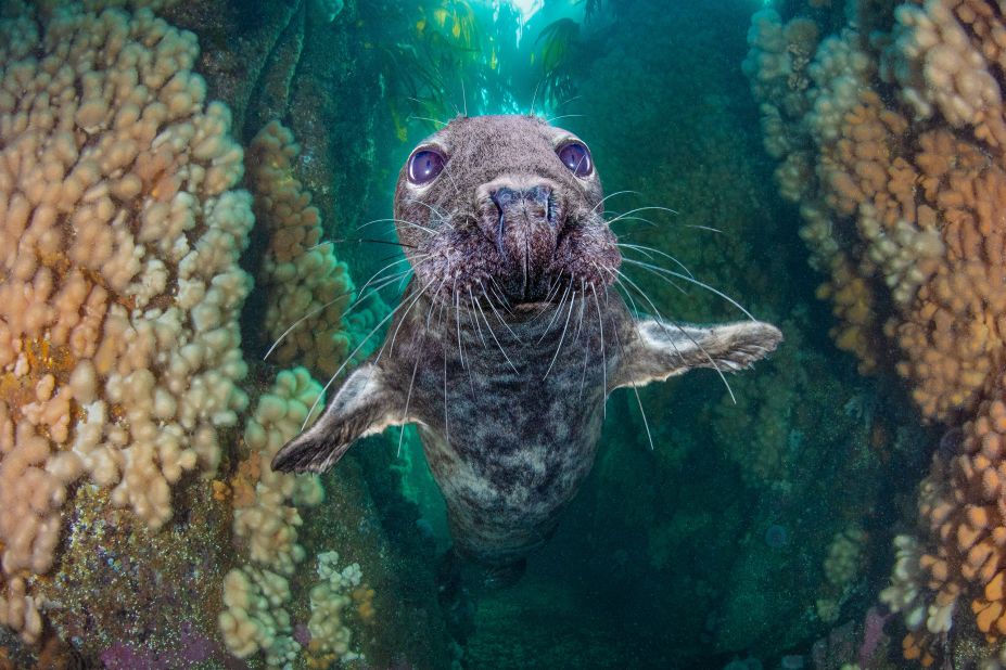 Kirsty Andrews came third in the British Waters Wide Angle category with "Grey seal gully."