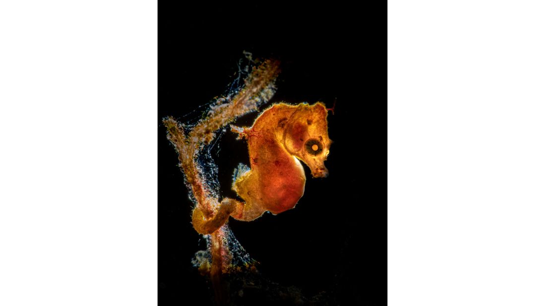 Norway's Galice Hoarau won the Macro category with "Pontohi pigmy seahorse." The shot of one of the smallest and most recently discovered seahorses was taken in Indonesia.