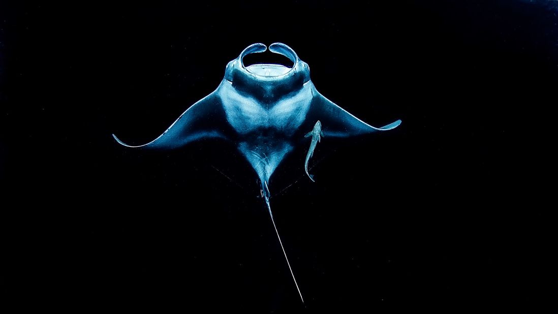 Japan's Ryohei Ito's breathtaking manta ray photo titled "Toward shining light" was a runner-up in the Up and Coming category. 