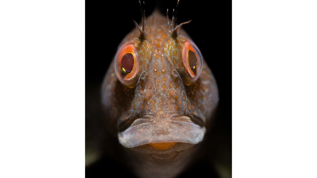 Malcolm Nimmo won the British Waters Macrosection with "Portrait of a variable blenny," taken in Plymouth Sound in July. 