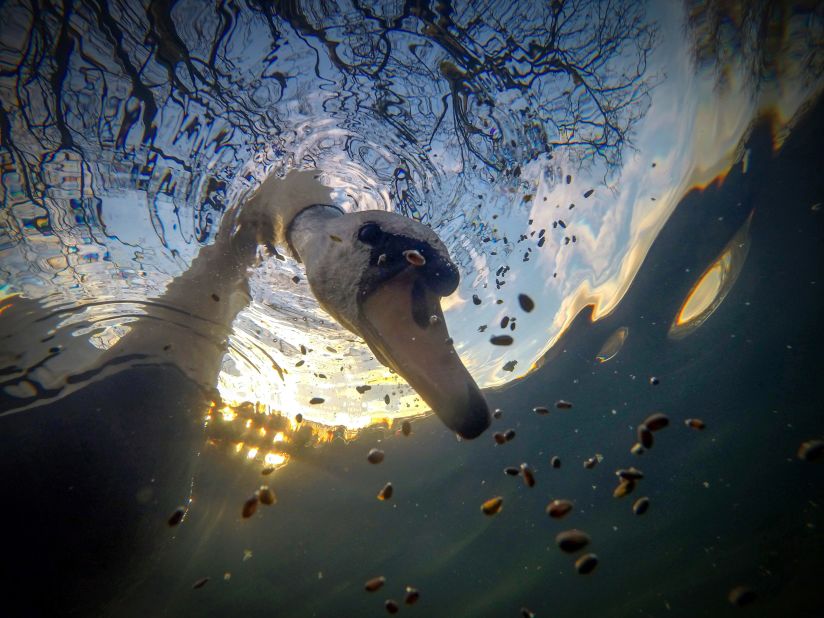 "Sunrise mute swan feeding underwater" by Ian Wade scooped the British Waters Compact title.