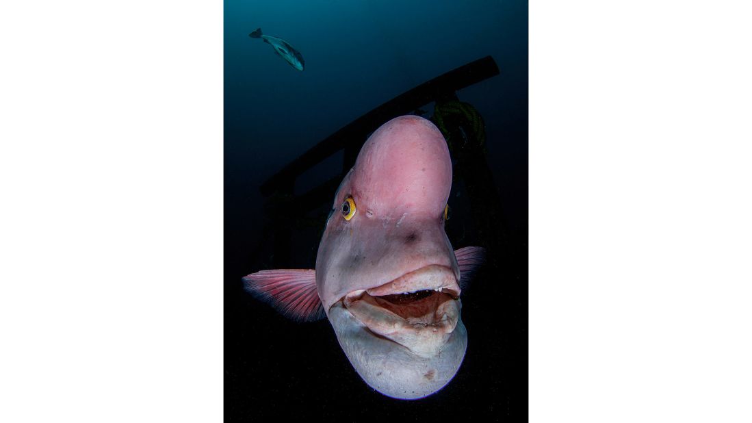 The sheepshead wrasse in "Guardian Deity" won Ryohei Ito from Japan the Portrait title.