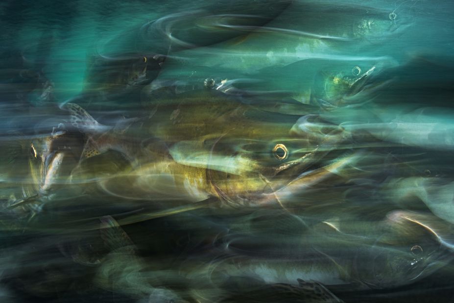 Shane Gross from Canada came third in the My Backyard category with "Pink salmon make their way up river to spawn," taken on Vancouver Island.