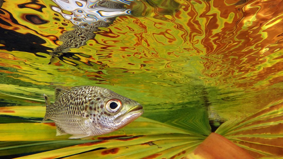 The Compact category was won by Jack Berthomier of New Caledonia. "Doule (Kuhlia Rupestris) near the surface" pictures a local variety of carp against a backdrop of color.