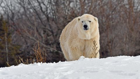 Female polar bear Anana was killed by a male polar bear at the Detroit Zoo.