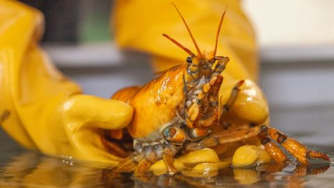 The odds of catching a yellow lobster are about one in 30 million. 