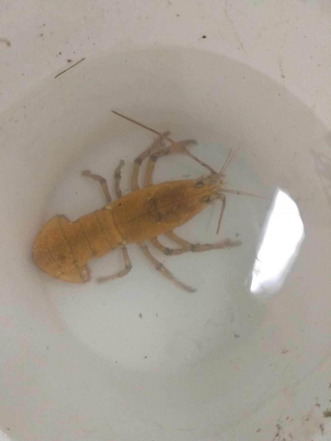 02 yellow lobster