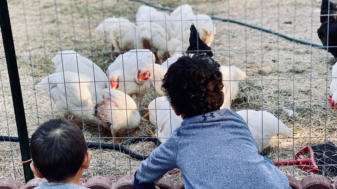 Padgett's children watch the chickens in the family's backyard farm.