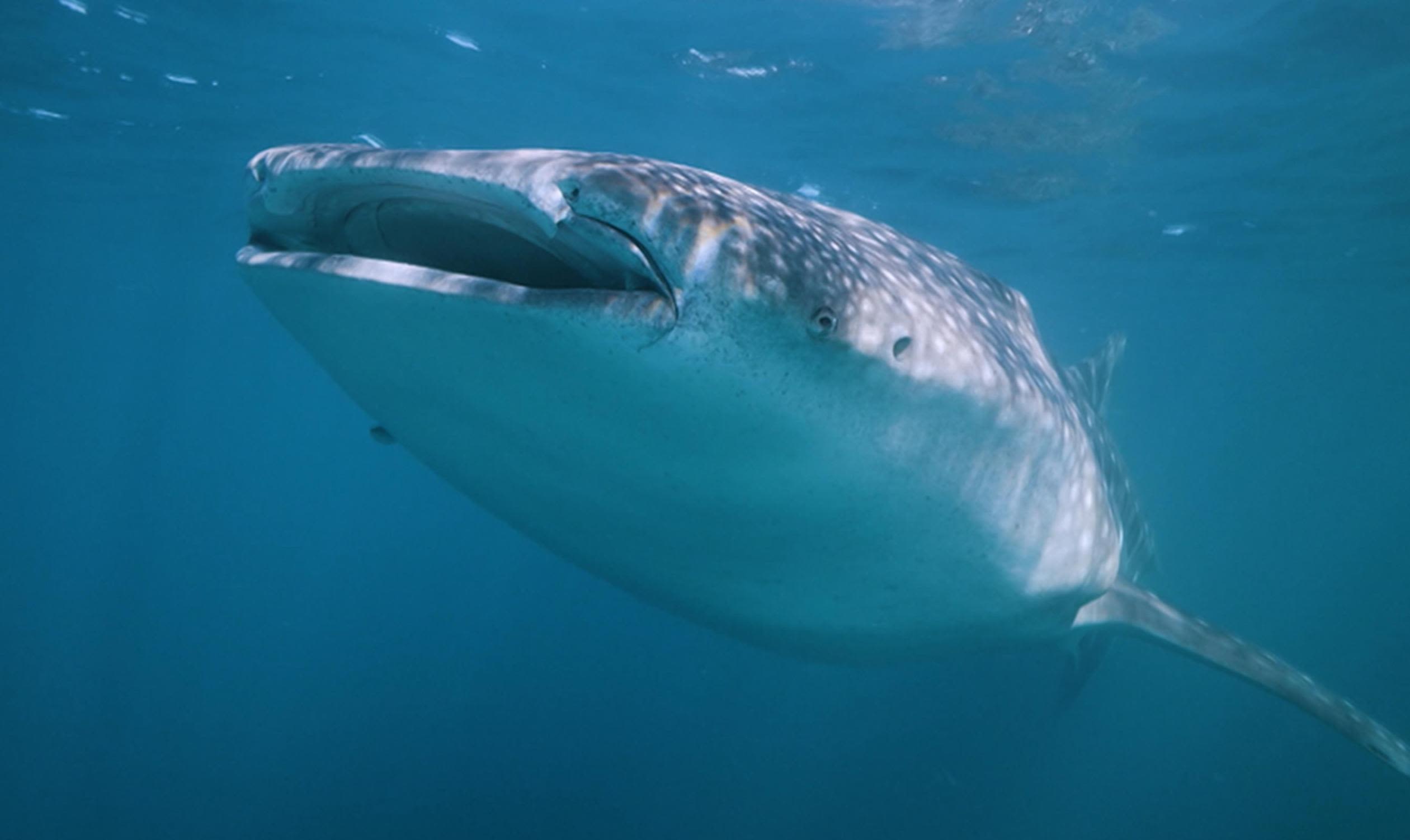 How NASA technology can help save whale sharks – the world's