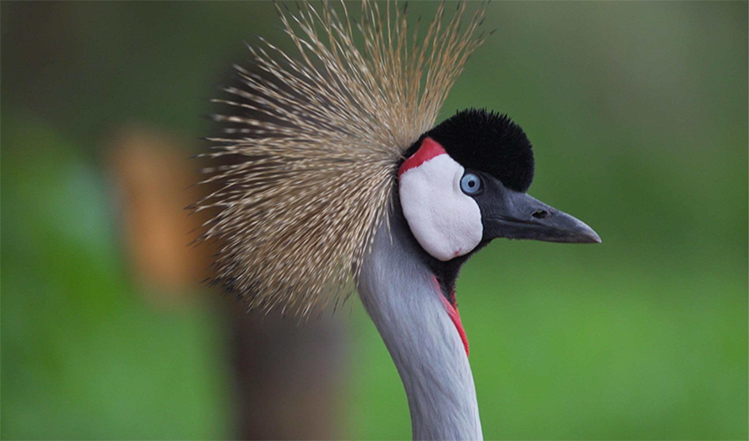 How Rwanda's gray crowned cranes escaped a life as status symbol pets | CNN