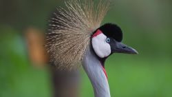 Gray crowned cranes were a popular status symbol pet in Rwanda, kept in private homes and hotel gardens and often had their wings broken or damaged to prevent their escape.