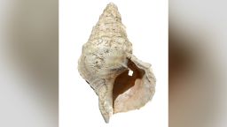 At 31 cm in height, 18 cm in diameter (at the widest point) and up to 0.8 cm thick, this conch, which bears witness to a colder sea, is thus larger and thicker than more recent ones.