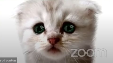 Cat lawyer video - screenshot
