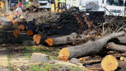 City workers cut down diseased trees along Dana Avenue in San Jose, Calif., on Saturday, Jan. 12, 2019. Dozens of the diseased trees lining the perimeter of the Municipal Rose Garden were removed.