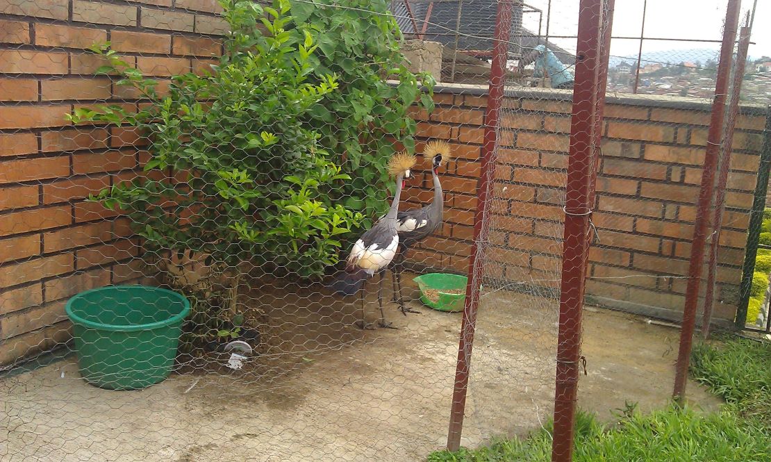 These gray crowned cranes were kept as pets in Rwanda.