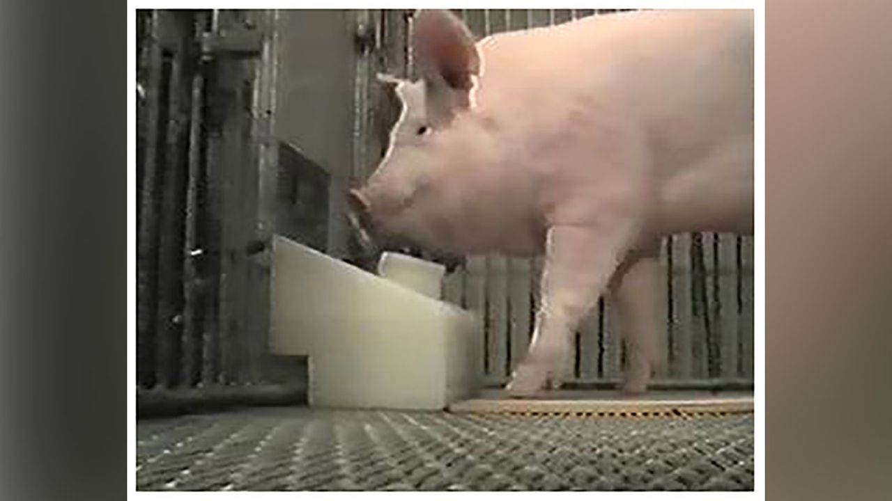 The pigs were found to be capable of operating a joystick to trigger an automatic treat dispenser.