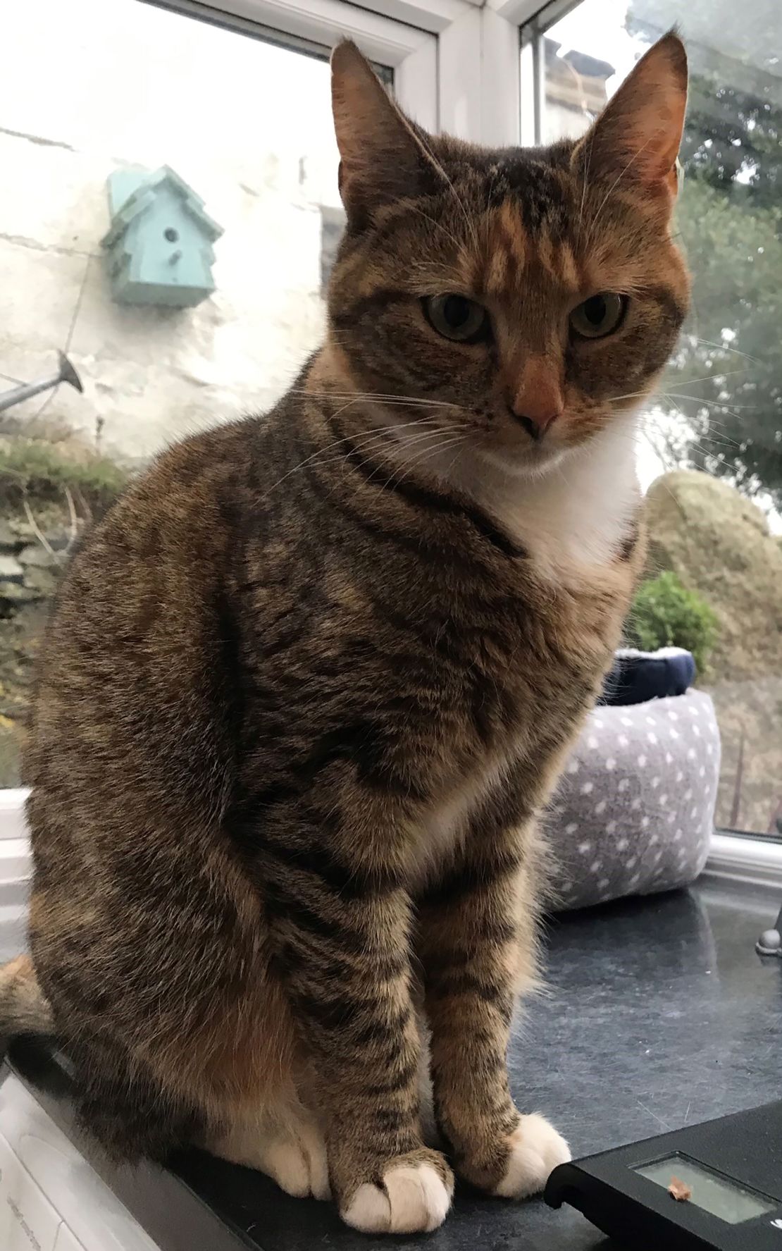 This cat, Minnie, was one of those involved in the study.
