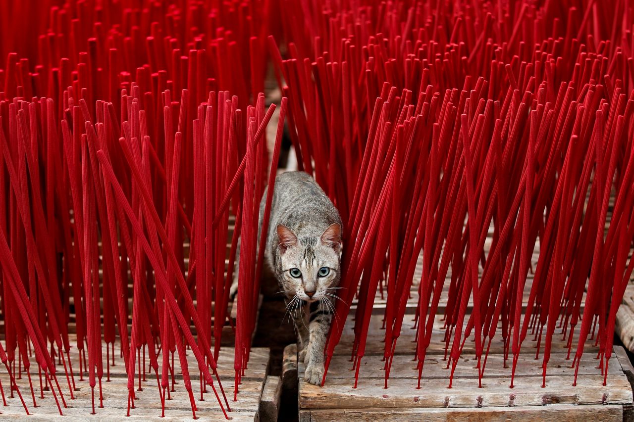 A cat is seen among drying incense sticks at a factory on the outskirts of Jakarta, Indonesia.