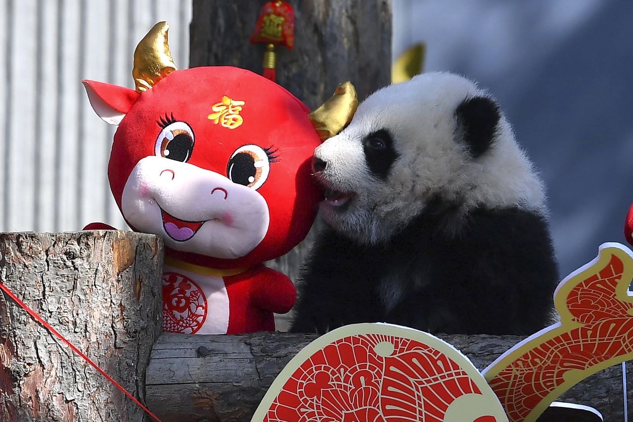 A baby panda climbs on a Lunar New Year display at the Wolong Nature Reserve in China's Sichuan province.
