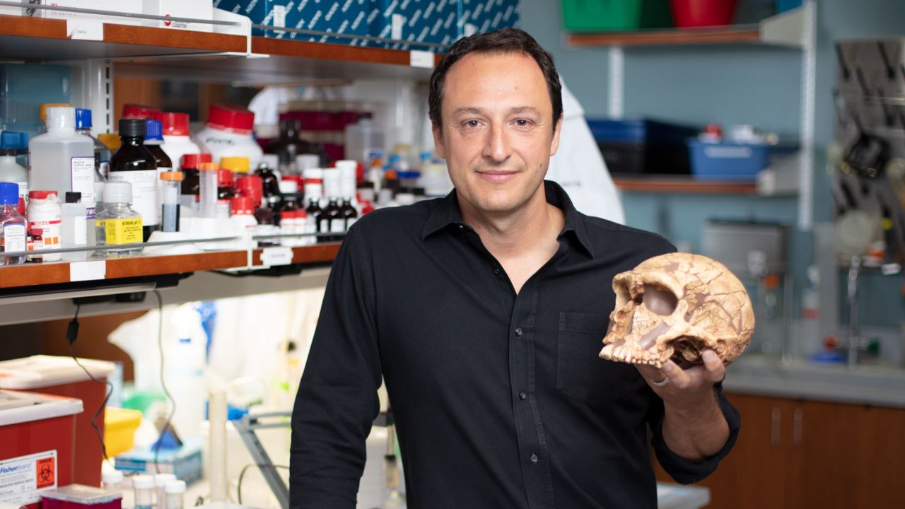 Alysson Muotri, a professor at University of California San Diego School of Medicine, and his team created brain organoids genetically modified to carry a gene that belonged to Neanderthals but not Homo sapiens.