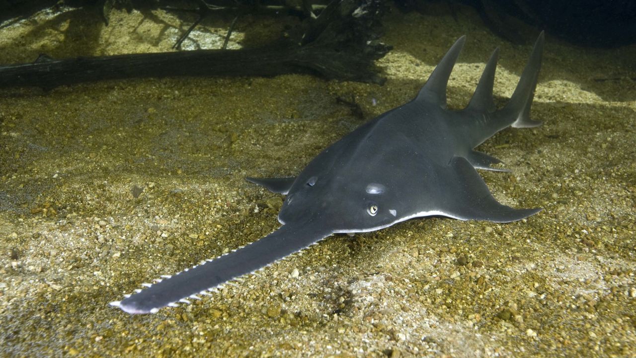 Researchers say the sawfish is on the verge of extinction.