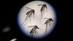 GUANGZHOU, CHINA - JUNE 21:  Adult female mosquitos are seen uder a microscope at the Sun Yat-Sen University-Michigan University Joint Center of Vector Control for Tropical Disease on June 21, 2016 in Guangzhou, China. Considered the world's largest mosquito factory, the laboratory raises millions of male mosquitos for research that could prove key to the race to prevent the spread of Zika virus. The lab's mosquitos are infected with a strain of Wolbachia pipientis, a common bacterium shown to inhibit Zika and related viruses including dengue fever. Researchers release the infected mosquitos at nearby Shazai island to mate with wild females who then inherit the Wolbachia bacterium which prevents the proper fertilization of her eggs. The results so far are hopeful:  After a year of research and field trials on the island, the lab claims there is 99% suppression of the population of Aedes albopictus or Asia tiger mosquito, the type known to carry Zika virus. Researchers believe if their method proves successful, it could be applied on a wider scale to eradicate virus-carrying mosquitos in Zika-affected areas around the world.  The project is an international non-profit collaboration lead by Professor Xi Zhiyong, director of the Sun Yat-Sen University-Michigan University Joint Center of Vector Control for Tropical Disease with support from various levels of China's government and other organizations.   (Photo by Kevin Frayer/Getty Images)