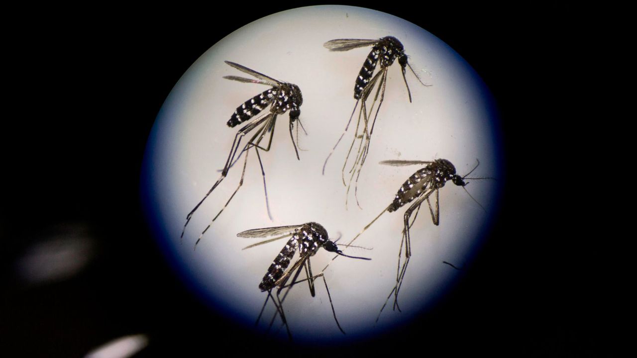 Adult female mosquitos are seen under a microscope at the Sun Yat-Sen University-Michigan University Joint Center of Vector Control for Tropical Disease on June 21, 2016, in Guangzhou, China.