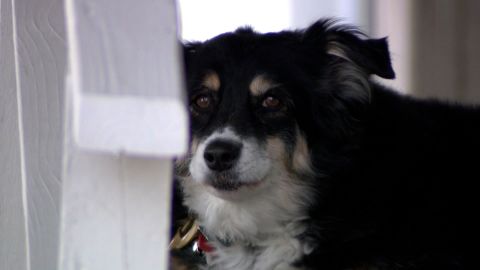 One lucky dog: Lulu the 8-year-old border collie gets a $5 million trust.