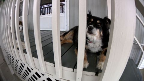 Lulu plays watchdog outside of her Nashville home.