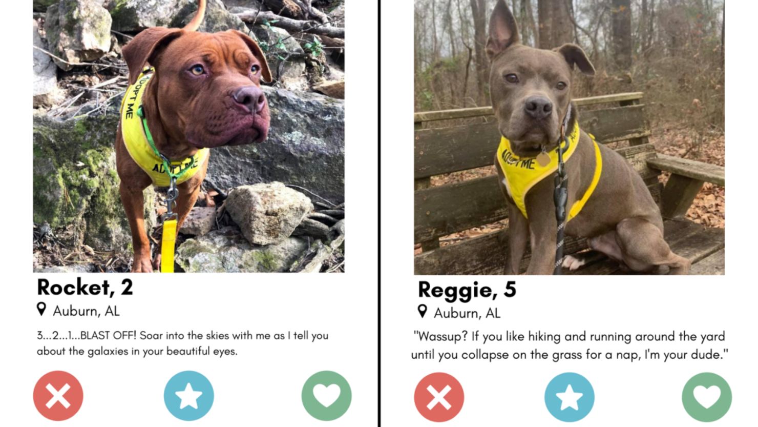 The Alabama animal shelter created profiles for the animals similar to those found on dating apps.