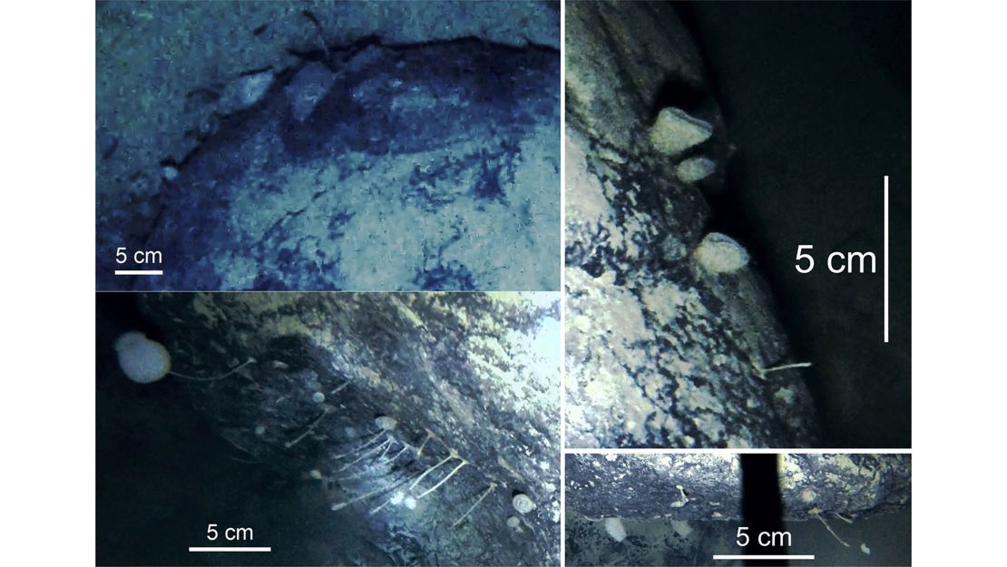 Shown are the stationary animals inhabiting the boulder's surface that were discovered by scientists.