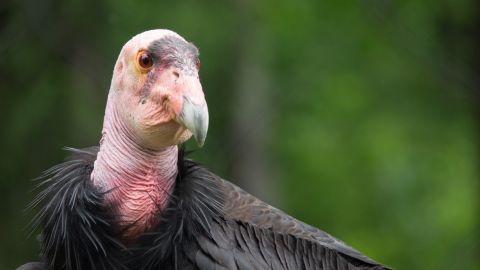 A California condor at the Oregon Zoo.