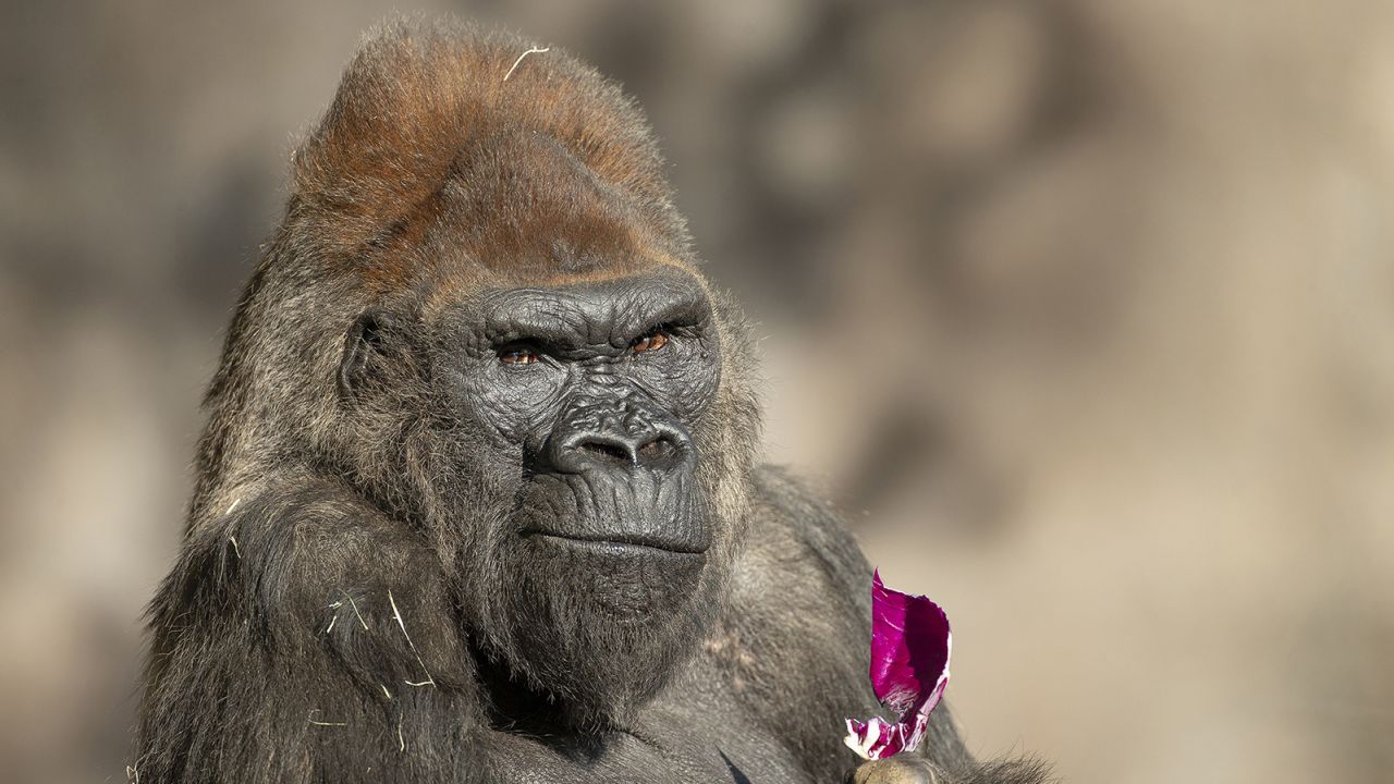 Winston, an elderly silverback gorilla, is one of eight gorillas that have recovered from Covid-19 at the San Diego Zoo Safari Park. 