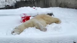 polar bear zoo snow play