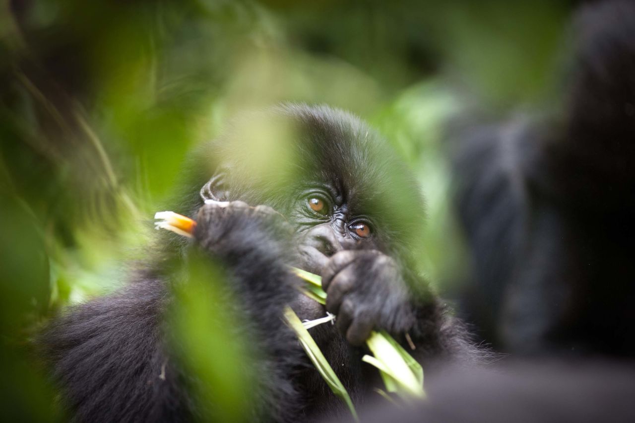 There are only around 1,000 mountain gorillas left in the wild.