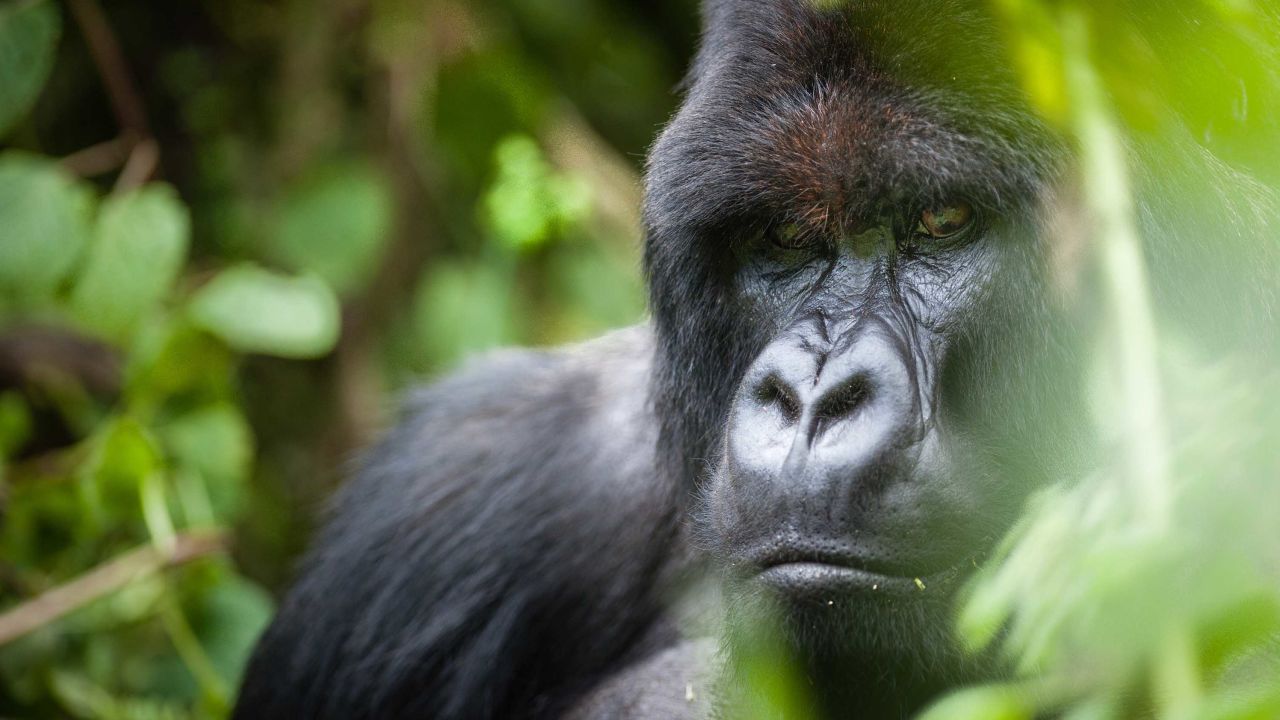An adult mountain gorilla pictured in Volcanoes National Park, Rwanda.