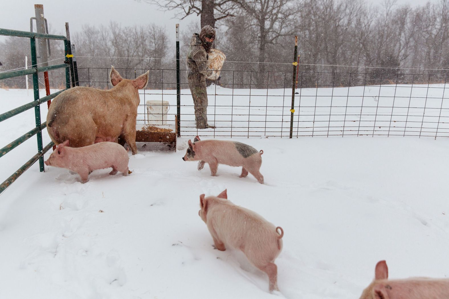 A boy feeds his pigs in St. Joe, Arkansas, on Monday.