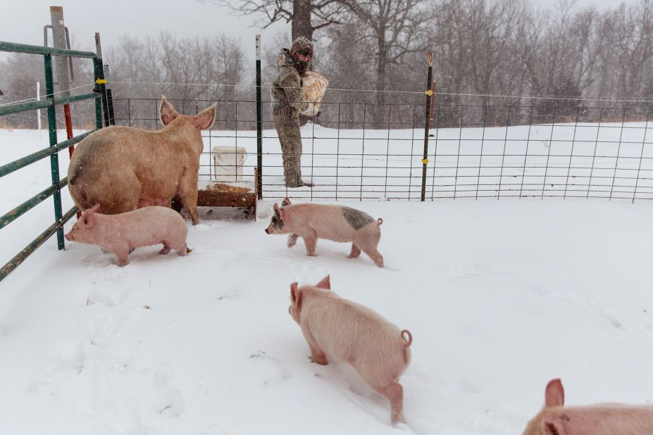 A boy feeds his pigs in St. Joe, Arkansas, on Monday.