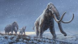 The illustration represents a reconstruction of the steppe mammoths that preceded the woolly mammoth, based on the genetic knowledge we now have from the Adycha mammoth. Illustration: Beth Zaiken/Centre for Palaeogenetics