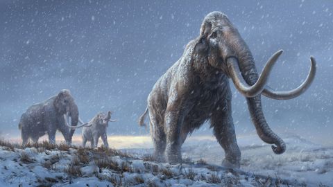 The illustration represents a reconstruction of the steppe mammoths that preceded the woolly mammoth, based on new  genetic knowledge. Illustration: Beth Zaiken/Centre for Palaeogenetics