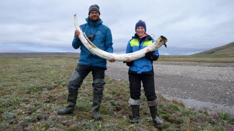 Study author Love Dalén, left,  and co-lead author Patrícia Pečnerová hold a mammoth tusk on Wrangel Island, Russia.
