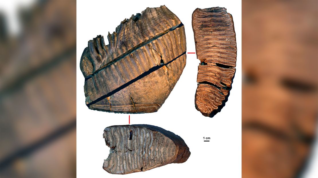 Sampes of the mammoth teeth, two of which were found to be more than a million years old.